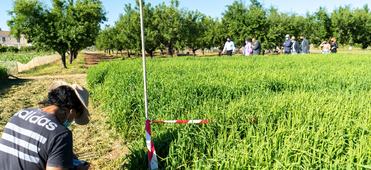 Beca de iniciación a la investigación en Estrella de Levante